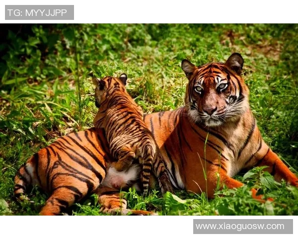 探索塞马的魅力与奥秘揭示其在现代文化中的独特地位与影响力